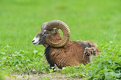 Epic喜加一：《小岛》免费领取