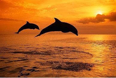 抢跑春促！Forza系列五折提前享！